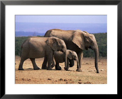African Elephants (Loxodonta Africana), Addo Elephant National Park, South Africa, Africa by Steve & Ann Toon Pricing Limited Edition Print image
