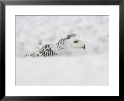 Snowy Owl, Nictea Scandiaca, Female, Captive, United Kingdom by Steve & Ann Toon Pricing Limited Edition Print image