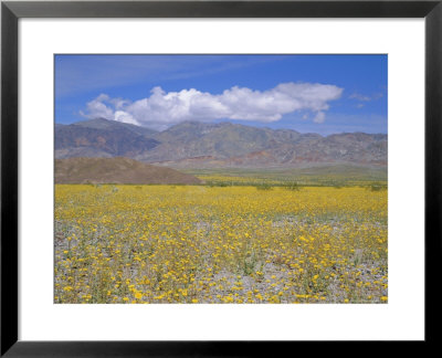 Desert Gold (Geraea Canescens) Flowers, Death Valley, California, Usa by Roy Rainford Pricing Limited Edition Print image
