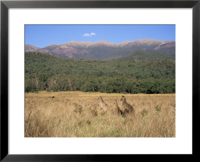 Eastern Grey Kangaroos, New South Wales, Australia, Pacific by Jochen Schlenker Pricing Limited Edition Print image