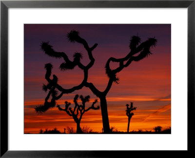 Joshua Trees At Sunrise, Mojave Desert, Joshua Tree National Monument, California, Usa by Art Wolfe Pricing Limited Edition Print image
