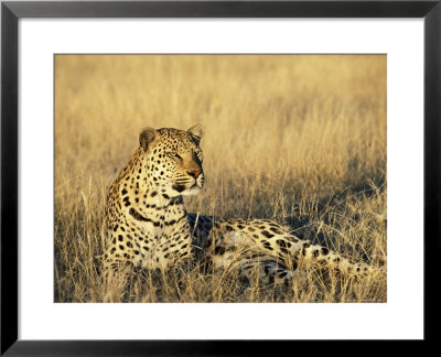 Leopard, Panthera Pardus, In Captivity, Namibia, Africa by Ann & Steve Toon Pricing Limited Edition Print image