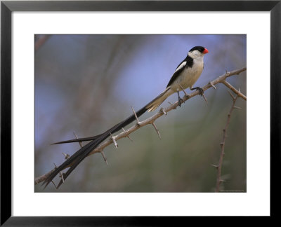 Pin-Tailed Whydah (Vidua Macroura), Male In Breeding Plumage, South Africa, Africa by Ann & Steve Toon Pricing Limited Edition Print image