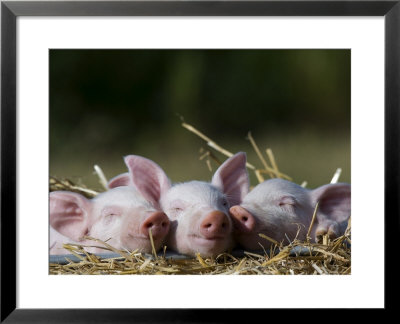 Domestic Pig, Huellhorst, Germany by Thorsten Milse Pricing Limited Edition Print image