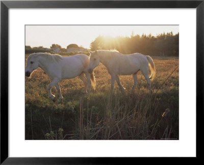Camargue Horses, La Petite Camargue, In The Region Of Aigues-Mortes, Languedoc-Roussillon, France by J P De Manne Pricing Limited Edition Print image