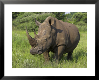 White Rhino, Pilanesberg Game Reserve, North West Province, South Africa, Africa by Ann & Steve Toon Pricing Limited Edition Print image