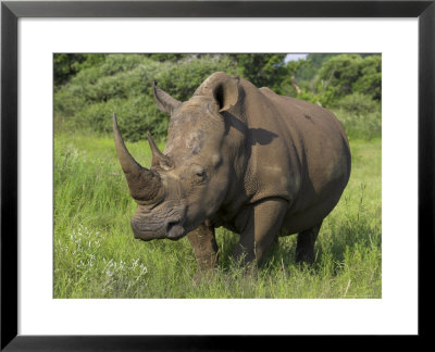 White Rhino, Pilanesberg Game Reserve, North West Province, South Africa, Africa by Ann & Steve Toon Pricing Limited Edition Print image