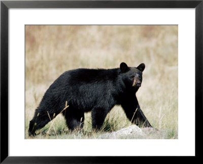 Black Bear (Ursus Americanus), Outside Glacier National Park, Montana by James Hager Pricing Limited Edition Print image