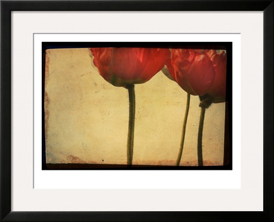 Study Of Red Poppies by Mia Friedrich Pricing Limited Edition Print image