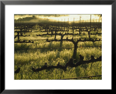 Stelling Vineyard On Oakville Grade Road, Near Oakville, Napa Valley, California by Janis Miglavs Pricing Limited Edition Print image