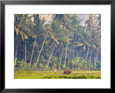 Man Ploughing, Candidasa, Eastern Bali, Indonesia by Peter Adams Pricing Limited Edition Print image