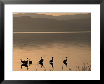 Waterfowl On The Lake Silhouetted At Dawn, Lake Baringo, Rift Valley, Kenya by Anders Blomqvist Pricing Limited Edition Print image