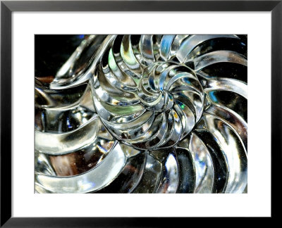 Close-Up Of Glass Chambered Nautilus Shell, Groton, Connecticut by Todd Gipstein Pricing Limited Edition Print image