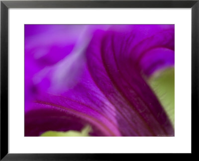 Close View Of Purple Petunia, Groton, Connecticut by Todd Gipstein Pricing Limited Edition Print image