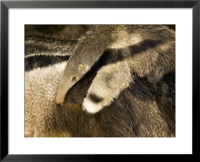 Giant Anteater Carrying Baby On Back by Tim Laman Pricing Limited Edition Print image