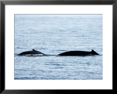 Humpback Whale Female Traveling With Calf, Massachusetts by Tim Laman Pricing Limited Edition Print image