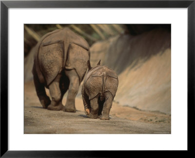 Indian Rhinoceros And Her Baby At A Zoo, San Diego, California by Michael Nichols Pricing Limited Edition Print image