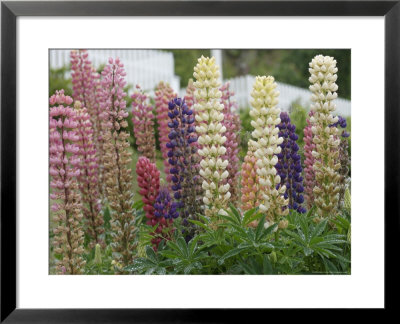Norway, Hidra, Lupins And Lilies by Brimberg & Coulson Pricing Limited Edition Print image