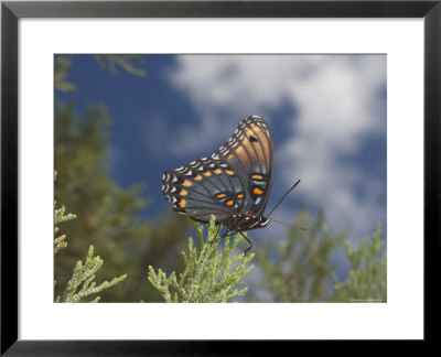 Red Spotted Purple Basilarchia Arthemis Has Lighted On A Juniper by George Grall Pricing Limited Edition Print image