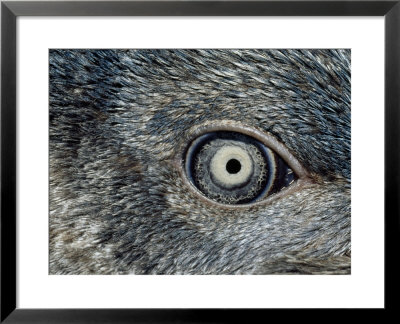 Close Up Of The Mosaic Eye And Plumage Of A Young Fairy Penguin by Jason Edwards Pricing Limited Edition Print image