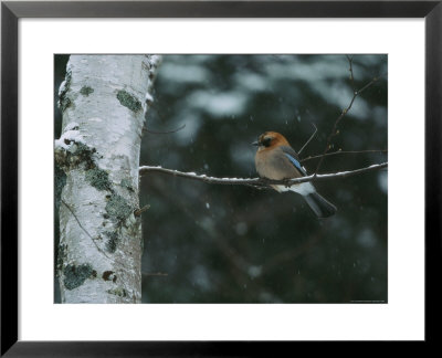 An Eurasian Jay Perched On The Limb Of A Birch Tree by Tim Laman Pricing Limited Edition Print image