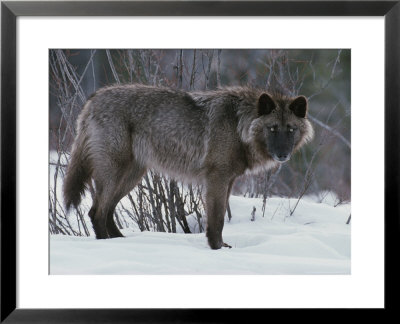 Nice Portrait Of A Dark-Colored Gray Wolf, Canis Lupus by Jim And Jamie Dutcher Pricing Limited Edition Print image