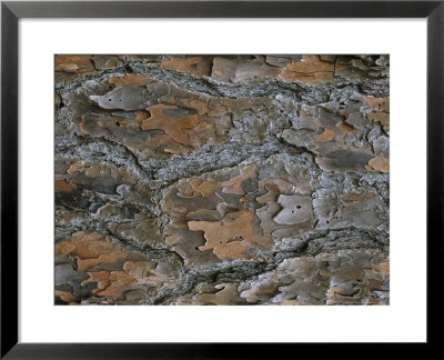 Close View Of Pine Tree Bark That Has Been Scorched By Fire by Taylor S. Kennedy Pricing Limited Edition Print image
