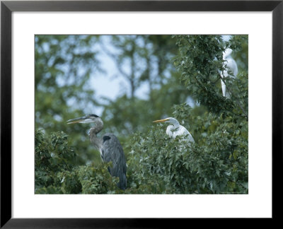 Great Blue Heron And Great White Egrets by George Grall Pricing Limited Edition Print image