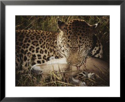 Leopard Bites Into The Neck Of Its Fallen Prey by Kim Wolhuter Pricing Limited Edition Print image