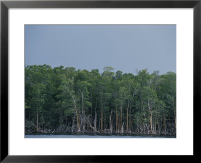 Tree-Lined Coast Of Southern Florida In The Everglades by Raul Touzon Pricing Limited Edition Print image
