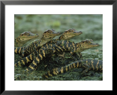American Alligator Babies On Log, Texas by Roy Toft Pricing Limited Edition Print image