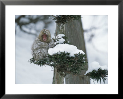 Snow-Covered Japanese Macaque Perched In A Tree by Tim Laman Pricing Limited Edition Print image