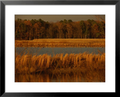 Autumn View Of Canada Geese On A Freshwater Marsh At Twilight by Raymond Gehman Pricing Limited Edition Print image
