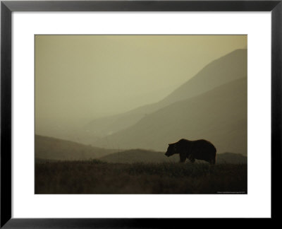 Silhouetted Grizzly Bear In A Foggy Mountain Landscape by Michael S. Quinton Pricing Limited Edition Print image