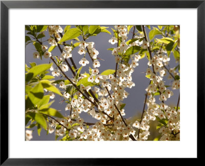Mountain Silverbell Flowers, Jamaica Plain, Massachusetts Usa by Darlyne A. Murawski Pricing Limited Edition Print image