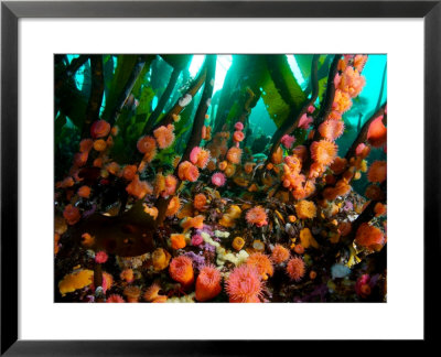Proliferating Anemone, Epiactis Prolifera, Climbing Kelp Stalks by Paul Nicklen Pricing Limited Edition Print image