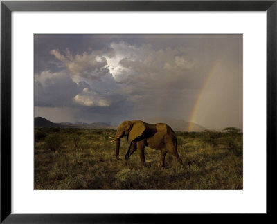 A Young Male Is No Longer Welcome Among His Female Relatives by Michael Nichols Pricing Limited Edition Print image