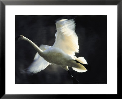 Trumpeter Swan In Flight by Vernon Merritt Iii Pricing Limited Edition Print image