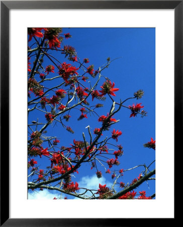 Close-Up Of Flame Tree With Sky by Michele Burgess Pricing Limited Edition Print image