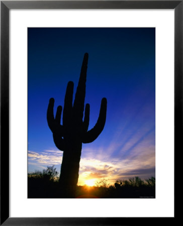 Saguaro National Park, Cactus, Sunset, Arizona, Usa by Steve Vidler Pricing Limited Edition Print image