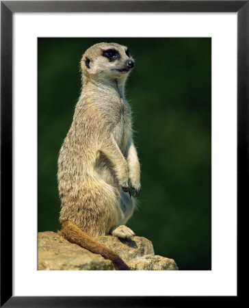 Meerkat On Look-Out, Marwell Zoo, Hampshire, England, United Kingdom, Europe by Ian Griffiths Pricing Limited Edition Print image