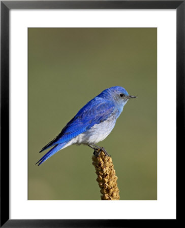Male Mountain Bluebird, Douglas County, Colorado, Usa by James Hager Pricing Limited Edition Print image