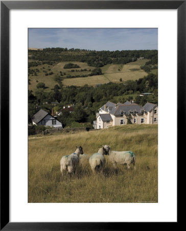 Sheep, Woodmancote Village Viewed From Cleeve Hill, The Cotswolds, Gloucestershire, England by David Hughes Pricing Limited Edition Print image