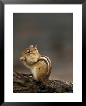 Eastern Chipmunk, (Eutamia Spp), Algonquin Provincial Park, Ontario, Canada by Thorsten Milse Pricing Limited Edition Print image