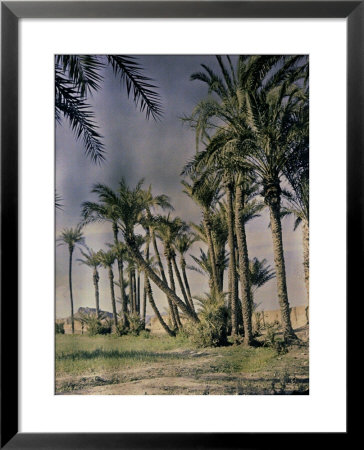 Palm Trees At Marrakech, Marocco by Henrie Chouanard Pricing Limited Edition Print image