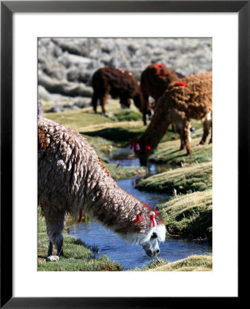 Grazing Alpacas by Paul Kennedy Pricing Limited Edition Print image