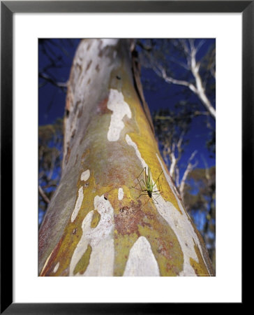 Catydid Marches Down A Textured Snow Gum Tree Trunk, Alpine Nationals Park, Australia by Jason Edwards Pricing Limited Edition Print image
