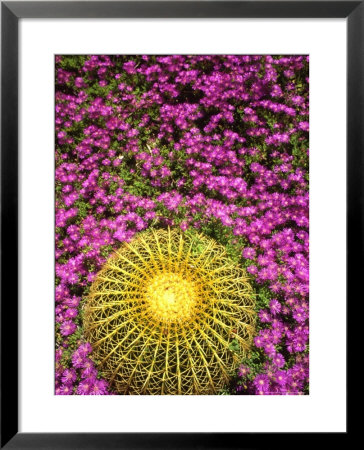 Barrel Cactus Surrounded By Asters In Their Full Spring Vibrancy by Kate Thompson Pricing Limited Edition Print image
