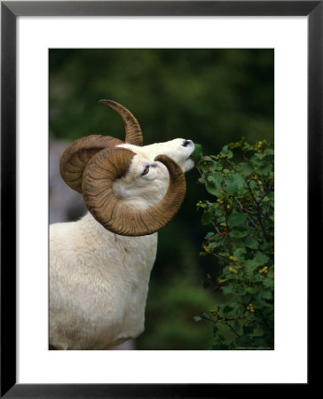 Dall's Sheep Ram Eating Alder Leaves, Alaska by Michael S. Quinton Pricing Limited Edition Print image