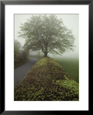 Hedge-Lined Country Road In Somerset, England by Sam Abell Pricing Limited Edition Print image